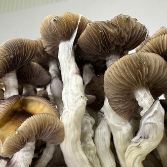 Pěstební sáček Zamnesia Ready-2-Grow „Golden Teacher“