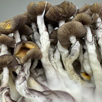 Pěstební sáček Zamnesia Ready-2-Grow „Golden Teacher“