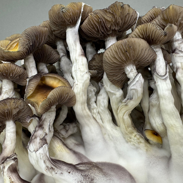 Pěstební sáček Zamnesia Ready-2-Grow „Golden Teacher“