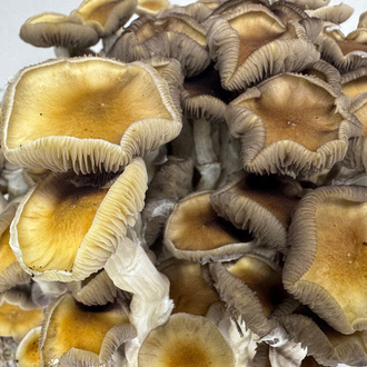 Pěstební sáček Zamnesia Ready-2-Grow „Golden Teacher“