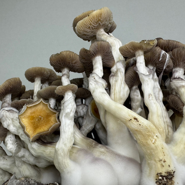 Pěstební sáček Zamnesia Ready-2-Grow „Golden Teacher“