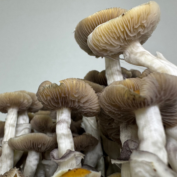 Pěstební sáček Zamnesia Ready-2-Grow „Golden Teacher“