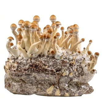 Pěstebn&iacute; s&aacute;ček Zamnesia Ready-2-Grow &bdquo;Golden Teacher&ldquo;