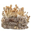 Pěstební sáček Zamnesia Ready-2-Grow „Golden Teacher“