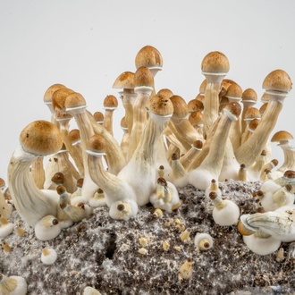 Pěstební sáček Zamnesia Ready-2-Grow „Golden Teacher“