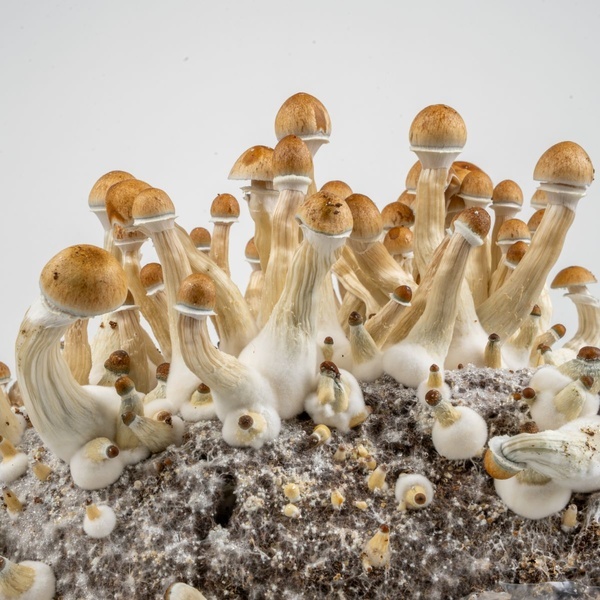 Pěstební sáček Zamnesia Ready-2-Grow „Golden Teacher“