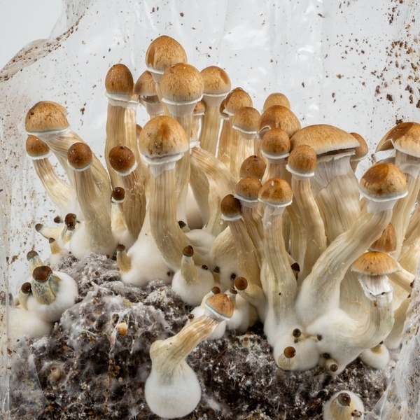 Pěstební sáček Zamnesia Ready-2-Grow „Golden Teacher“