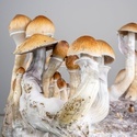 Pěstební sáček Zamnesia Ready-2-Grow „Golden Teacher“