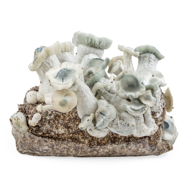 Zamnesia Ready-2-Grow Bag „APE“