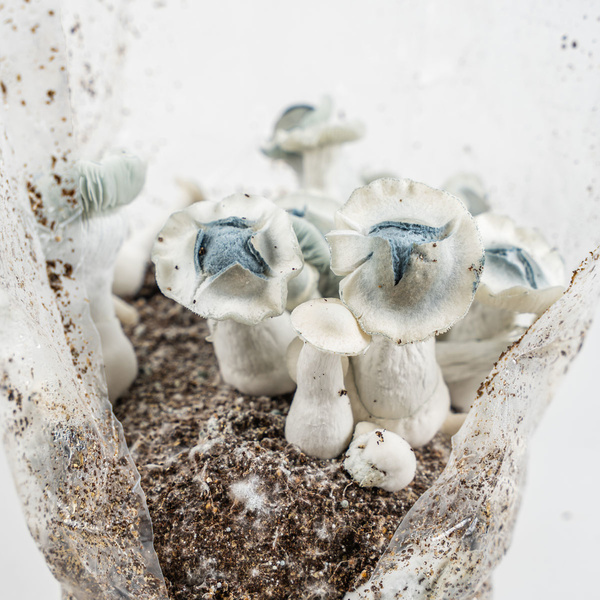 Zamnesia Ready-2-Grow Bag „APE“