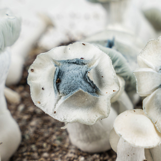 Zamnesia Ready-2-Grow Bag „APE“