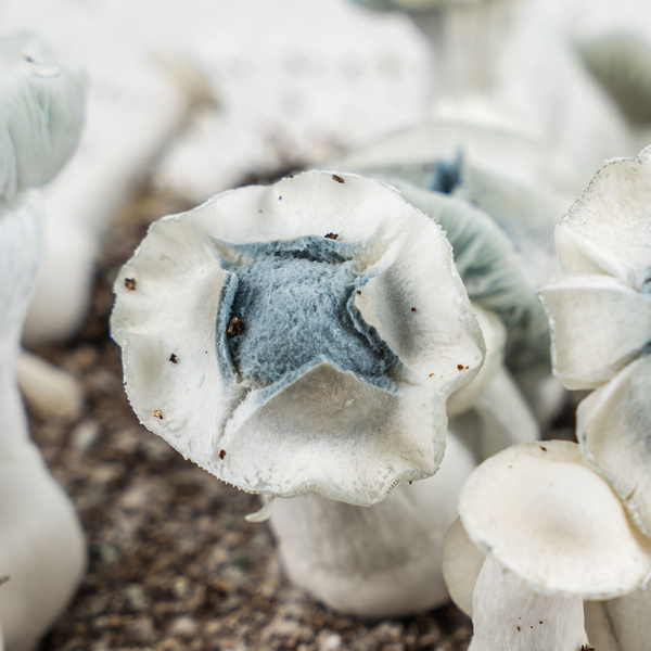 Zamnesia Ready-2-Grow Bag „APE“