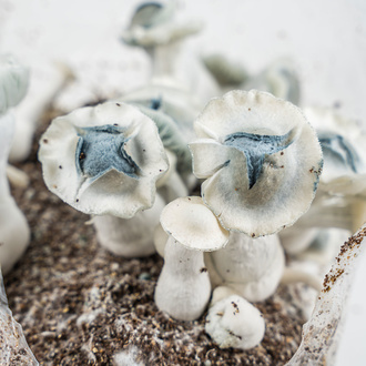 Zamnesia Ready-2-Grow Bag „APE“