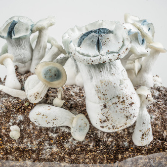 Zamnesia Ready-2-Grow Bag „APE“