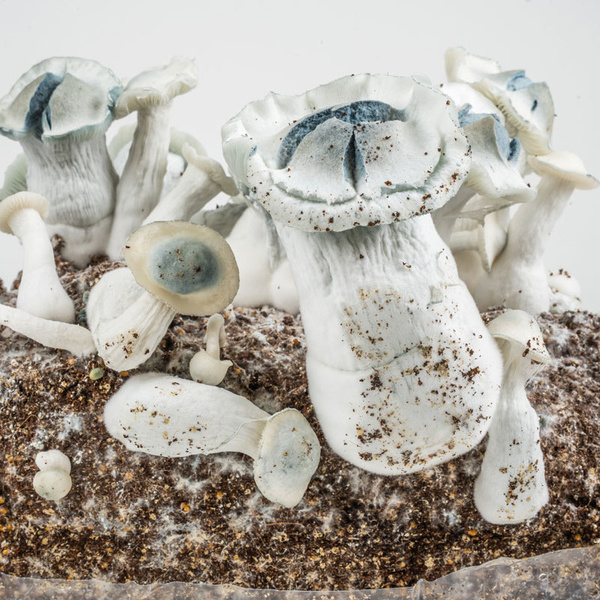 Zamnesia Ready-2-Grow Bag „APE“