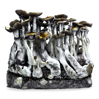 Zamnesia Ready-2-Grow Bag &bdquo;McKennaii&ldquo;