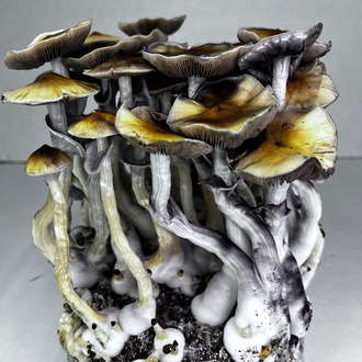 Zamnesia Ready-2-Grow Bag „McKennaii“