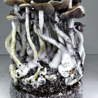 Zamnesia Ready-2-Grow Bag „McKennaii“