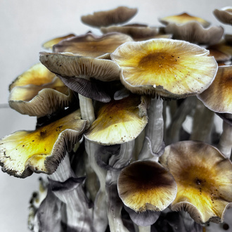 Zamnesia Ready-2-Grow Bag „McKennaii“