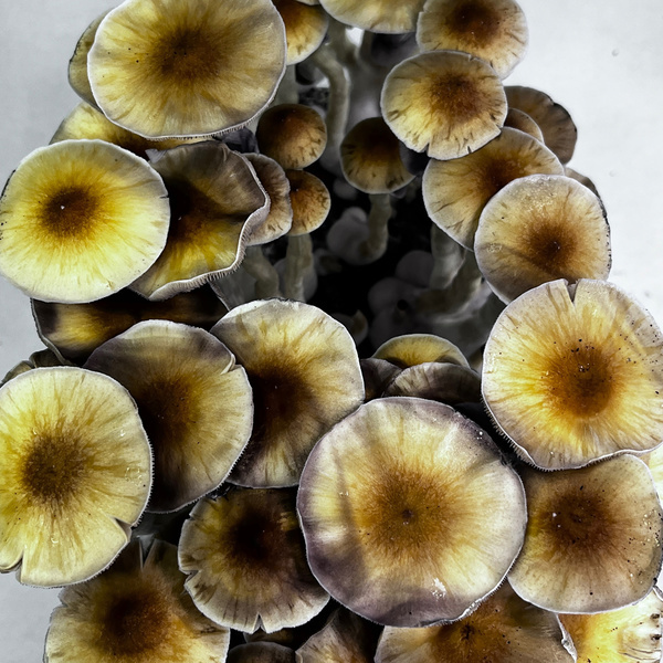 Zamnesia Ready-2-Grow Bag „McKennaii“