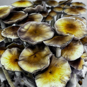 Zamnesia Ready-2-Grow Bag „McKennaii“