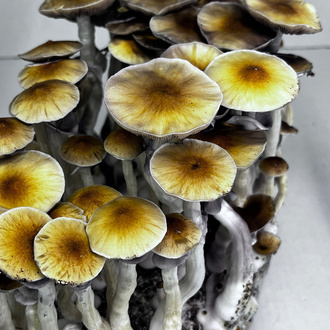 Zamnesia Ready-2-Grow Bag „McKennaii“