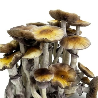 Zamnesia Ready-2-Grow Bag „McKennaii“