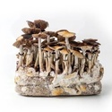 Zamnesia Ready-2-Grow Bag „McKennaii“