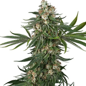 Fallout OG (White Label) feminizovan&aacute;