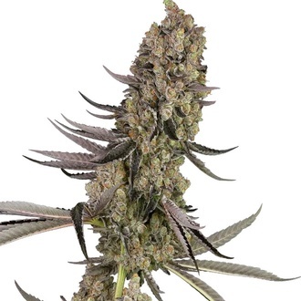 Vlad the Inhaler (White Label) feminizovan&aacute;