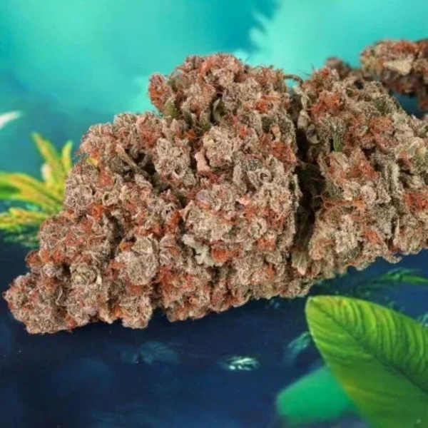 Auto Red Tropicana Cookies (Dutch Passion) feminizovaná