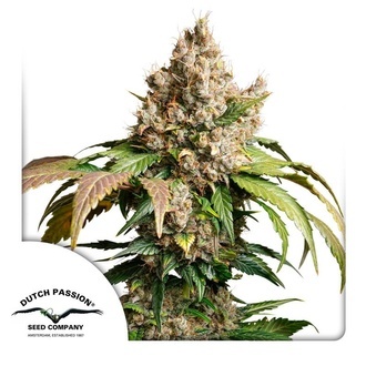 Auto Red Tropicana Cookies (Dutch Passion) feminizovan&aacute;