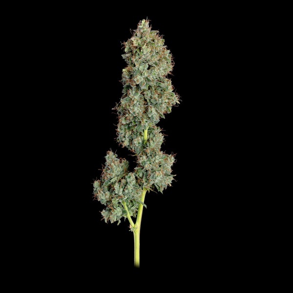 Everglades OG Samonakvétací (Happy Valley Genetics) feminizovaná