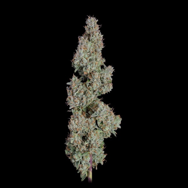 Pineapple Diesel Samonakvétací (Happy Valley Genetics) feminizovaná