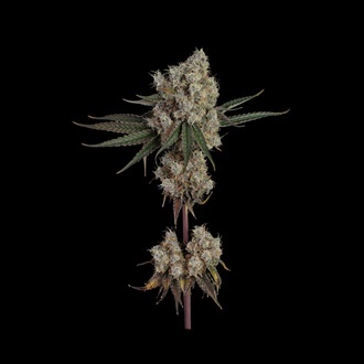 Another Level (Happy Valley Genetics) feminizovaná