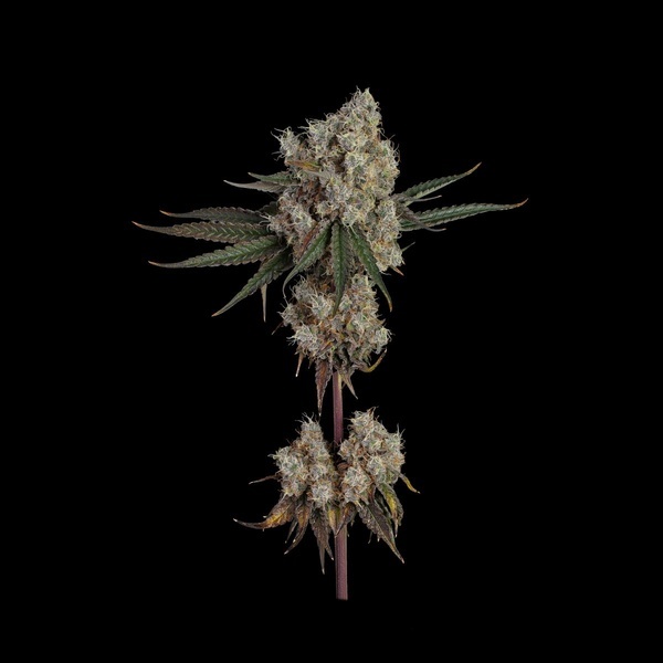 Another Level (Happy Valley Genetics) feminizovaná