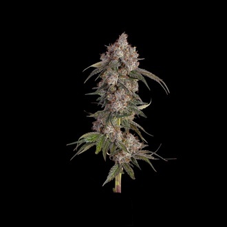 Game Over (Happy Valley Genetics) feminizovaná