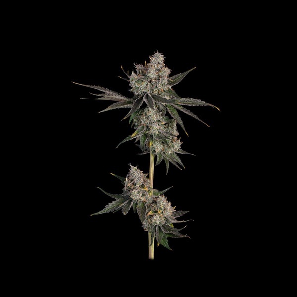 Knockout (Happy Valley Genetics) feminizovaná