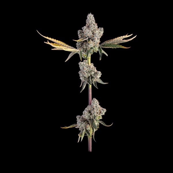 Overtime (Happy Valley Genetics) feminizovaná