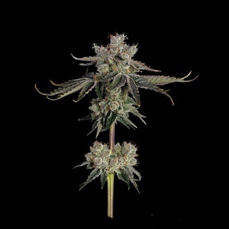 Sweet 16 (Happy Valley Genetics) feminizovaná