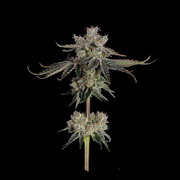 Sweet 16 (Happy Valley Genetics) feminizovaná