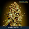 Somango Widow (Advanced Seeds) feminizovaná