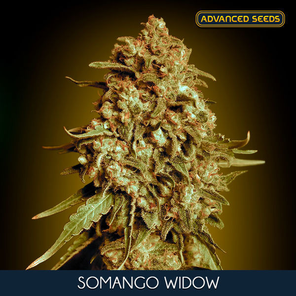 Somango Widow (Advanced Seeds) feminizovaná