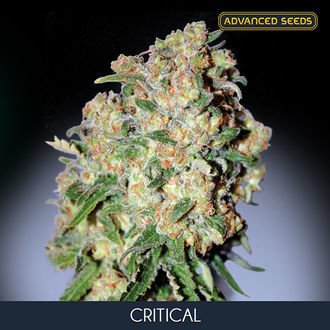 Critical (Advanced Seeds) feminizovan&aacute;