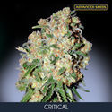 Critical (Advanced Seeds) feminizovaná