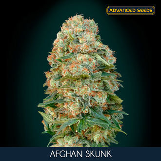 Afghan Skunk (Advanced Seeds) feminizovan&aacute;