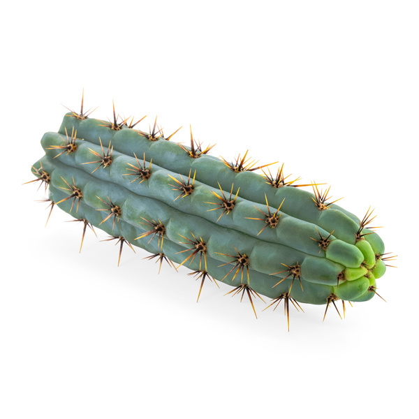 Echinopsis cuzcoensis