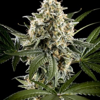 Sunset Sherbet Go Fast (Kannabia) feminizovan&aacute;