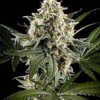 Sunset Sherbet Go Fast (Kannabia) feminizovan&aacute;