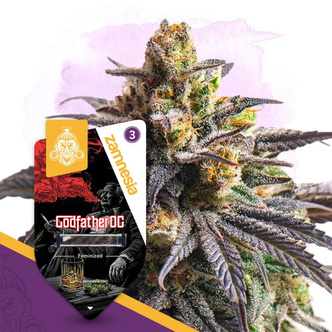 Godfather OG (Zamnesia Seeds) feminizovan&aacute;